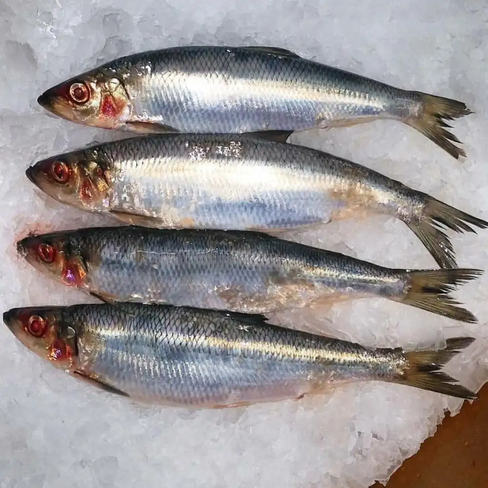 Pesce SARDINE congelato per l'esportazione