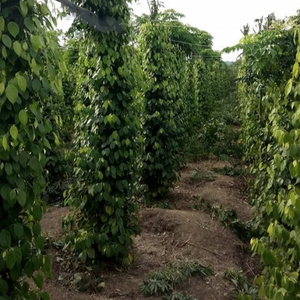 FREEZE-CHIPS DE POIVRE FRAIS STANDING POCHETTE ORIGINE VIETNAM NATUREL 100GR POIVRE FRAIS NOIR - Product Image 6