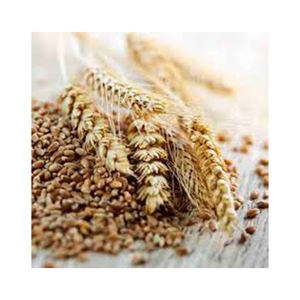 Salvado de trigo duro de alta calidad, cultivo OGM, el mejor Material, estilo alimenticio seco, venta al por mayor, tarifa barata - Product Image 5