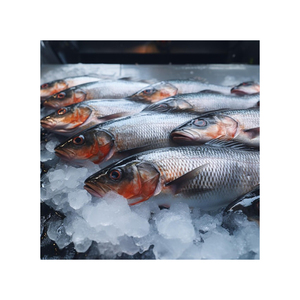 ปลาทูน่าแช่แข็งแบบพรีเมี่ยมปลาสดราคาไม่แพง - Product Image 6