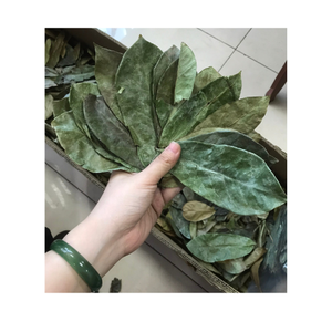 Vente en gros de produits à base de thé naturel 100% feuilles de corossol séchées feuilles de fruits Graviola séchées feuilles de corossol entières séchées pour boissons au thé - Product Image 2