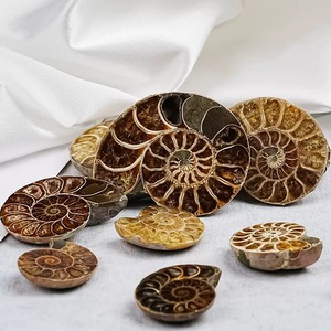 All'ingrosso nuovo arrivo naturale di Ammonite fossile fette lucidate <span class=keywords><strong>pietra</strong></span> <span class=keywords><strong>grezza</strong></span> conca <span class=keywords><strong>lastra</strong></span> di fossili per l'arredamento della casa - Product Image 5