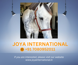 Beval LTD Cuir Durable Triple Stitch Smart Halter Construction Premium - Product Image 2