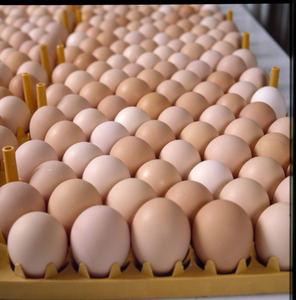 Œufs de poule frais, bruns et blancs, taille XL, haute qualité, naturels, fertiles, prêts à l'incubation, longue durée de conservation, origine européenne - Product Image 2