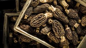 Prix d'usine Champignon Morel séché et frais cultivé et sauvage Source entière et tige Partie brute et séchage Type de traitement - Product Image 5