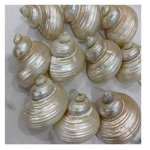 Hermosas conchas marinas Turbo Burgess de 4-6 cm para decoración de interiores, tanque de Acuario, fabricación de joyas y proyectos artesanales - Product Image 5