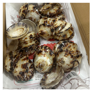 การทำความสะอาดเปลือกหอยจากเวียดนามสำหรับการตกแต่งงานแต่งงานชายหาด, DIY, การทำเครื่องประดับ - Product Image 6