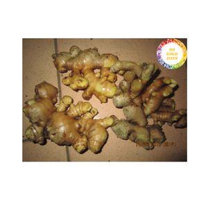 <b>Fresh</b> <b>Ginger</b> Vietnam Premium Natural Root Ingredient for Food Seasoning Culinary Flavor and Worldwide Wholesale Export Supply - Product Image 3