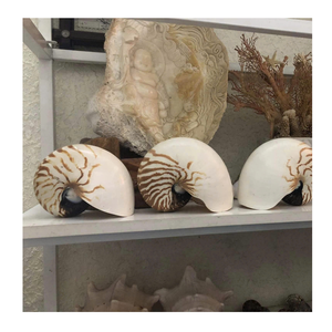 Decoración del hogar con Nautilus Shell de Vietnam exportado por 99 Gold Data para proyectos de arte y juegos de Nautilus Shell - Product Image 1