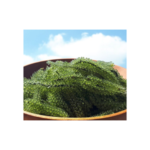 สาหร่ายแห้งคุณภาพสูงอร่อยอบแห้ง Seagrape - องุ่นทะเลสุขอนามัยและความปลอดภัยอาหารการบรรจุตามคําขอของลูกค้า - Product Image 1