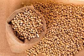 เมล็ดถั่วเหลืองออร์แกนิคสีเหลืองปลอดสารพิษเมล็ดพืชถั่วเหลืองสดสำหรับอาหารสัตว์จำนวนมากราคาถูกจากบราซิล - Product Image 3