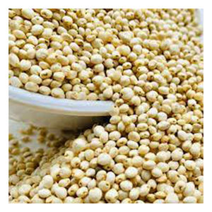 เมล็ดข้าวข้าวฟ่างขาวบราซิลใช้เป็นอาหาร - Product Image 5