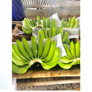 Bananes Cavendish de qualité supérieure à prix de gros, disponibles pour l'exportation - Product Image 5