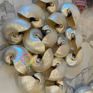 Elegante Cámara pulida para Nautilus Shell de Vietnam Decoración interior de lujo y exhibición de arte Estilo costero Tema moderno - Product Image 1