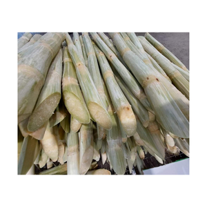 CANNE À SUCRE CONGELÉE MEILLEUR CHOIX EN GROS À PRIX CONCURRENTIEL ET DE HAUTE QUALITÉ PRÊT POUR L'EXPORTATION À PARTIR DE 99 GD - Product Image 2