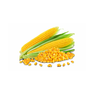 Grans de maíz amarillo seco Precio de Venta caliente de la mejor calidad del proveedor canadiense - Product Image 6