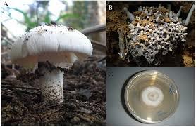 ETIQUETA LIMPIA TERMITA SETA ALIMENTO ENTERO - Product Image 4