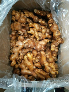 ขิงสดออร์แกนิก |   ขิงธรรมชาติ (Zingiber Officinale) |   การส่งออกจำนวนมาก - Product Image 2