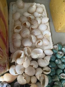 Top Grade Green Turbo Shell Pulido a mano Ocean Shell para decoración costera Suministro de Acuario y compradores a granel - Product Image 5