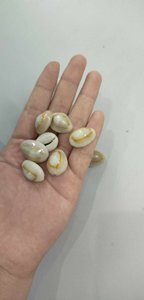 Coquille de mer de cauri lâche d'artisanat naturel de coquillage de couleur blanche polie élevée pour le bricolage - Product Image 5