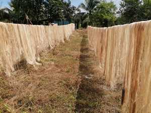 Top Grade Banana <b>Fiber</b> From Vietnam Eco Friendly and Biodegradable Rope Base - Product Image 6