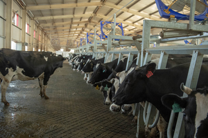 Hayvanlar ve Kümes Hayvanları için Yemlik Konsantre Soya Proteini %65 CSP - Product Image 5