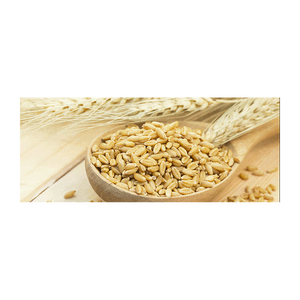 Bulk <b>barley</b> grain wholesale supply for distributors and global trade - Product Image 1
