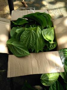 Offre Spéciale!!! Feuille de BETEL fraîche du VIETNAM avec la meilleure qualité et le meilleur prix pour la vente en gros - Product Image 6