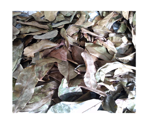 Meilleure vente de feuilles de corossol séchées en vrac Graviola naturel Feuilles de plantes sauvages fraîches-Feuilles de corossol séchées de haute qualité à partir de 99 GD - Product Image 1