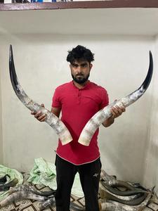 Cuernos de Asta de Ciervo Montados, Pares, Pulidos, Color Natural, Material Orgánico Ecológico, Alta Calidad, Estilo Náutico Animal para el Hogar - Product Image 6