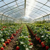 Offre Spéciale – Kit Serre Monocouche en PE Stabilisé Anti-UV à Prix Réduit pour la Culture Hydroponique de Fraises et Tomates