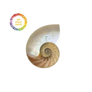 Premium Nautilus Luxury Sea Shells Tamaño grande Pulido Natural Abalone Tamaño grande para uso doméstico y artesanal - Product Image 1