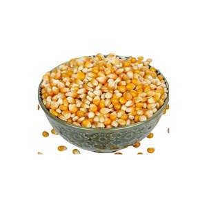 เมล็ดข้าวโพดพรีเมี่ยมสำหรับใช้ในการผลิตอาหารขนมขบเคี้ยวใช้ในอุตสาหกรรม - Product Image 6