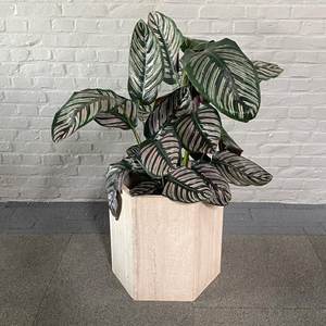 กระถางปลูกต้นไม้หินทรงหกเหลี่ยมทำด้วยมือแบบธรรมชาติกระถางต้นไม้แบบทันสมัยสำหรับติดผนังห้องนั่งเล่นห้องรับประทานอาหารกลางแจ้งในร่ม - Product Image 3