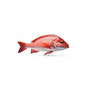 Poisson rouge congelé en gros, destiné aux commandes de grande quantité et à la distribution au détail - Product Image 1