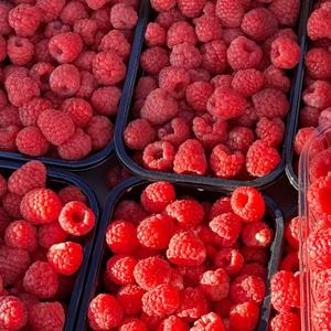 Frambuesas Frescas Orgánicas Directas de Fábrica, Naturales y en Empaque a Granel - Product Image 2
