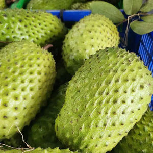 Bulk <b>Frozen</b> Soursop Graviola Guanabana Guyabano IQF BQF Natural Exotic <b>Fruit</b> Puree Pulp OEM Factory Price - Product Image 1