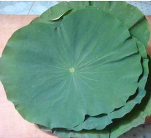 Poudre de lotus Lotus séché meilleur prix et haute qualité - Product Image 6