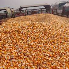 Maíz amarillo seco barato para alimentación animal y consumo humano/maíz amarillo no transgénico más vendido/maíz en stock - Product Image 5