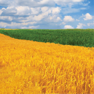 Xuất khẩu chất lượng (rơm lúa mì) hay kiện tốt nhất lúa mì hay kiện cỏ linh lăng thức ăn chăn nuôi từ Pakistan - Product Image 2