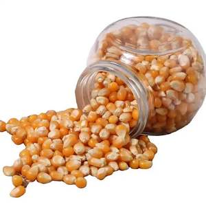 Maïs jaune à haute valeur nutritive, nettoyé et emballé en vrac, longue durée de conservation, idéal pour la formulation d'aliments pour animaux, les commerçants en céréales et les industries - Product Image 1