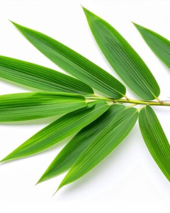 Hojas de Bambú Esterilizadas al por Mayor para Empanadas de Arroz y Decoración - Product Image 5