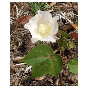 Vente en gros 100% pur coton biologique Gossypium Arboreum coton brut blanchi écologique respirant du Brésil exportateur - Product Image 3