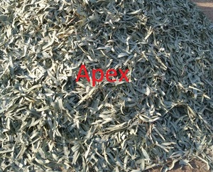 Feuilles d'eucalyptus Eucalyptus Globulus entières séchées, marque Apex, durée de conservation de 24 mois - Product Image 4