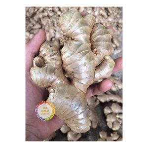 Gừng Tươi Xuất Khẩu Cung Cấp Việt Nam Xuất Xứ Tốt Hương Thơm Tự Nhiên Hương Vị Sạch Rễ Cho Người Mua Bán Buôn - Product Image 3