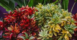 Usine de fabricant en gros d'huile essentielle de Croton de qualité thérapeutique en vrac avec un bon prix Huile essentielle de Croton pur à 100% - Product Image 3