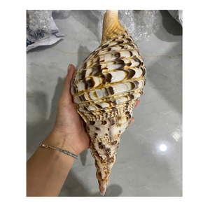 Concha de reina de Vietnam para portavelas y decoración del hogar asequible y natural - Product Image 3