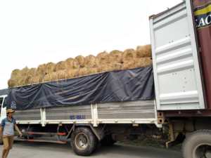 Paja de arroz y paja de trigo para alimentación animal, paja de trigo de calidad de exportación con buen precio - Product Image 2