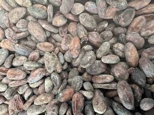 Premium Grade Quality Dried Cocoa <b>Beans</b> Excellent Cheap Blended Criollo 25kg Chocolate Certified 24 Months Shelf Life SA Origin - Product Image 5