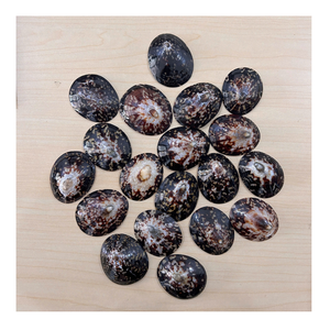 Conchas de Lapa con patrones naturales únicos, use conchas de Lapa para decoración de habitaciones náuticas, instalaciones de arte y proyectos costeros - Product Image 6